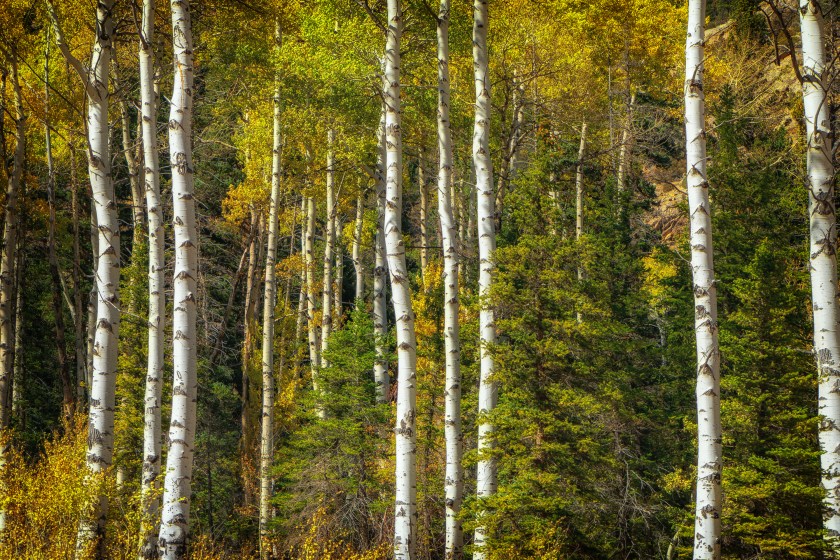 Tall white-barked aspen trees with yellow autumn leaves standing among green forest vegetation.