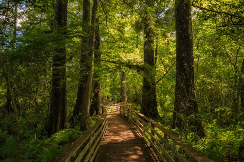 Wooden boardwalk winding through tall cypress trees and dense green foliage at Corkscrew Swamp Sanctuary, with dappled sunlight on the path.