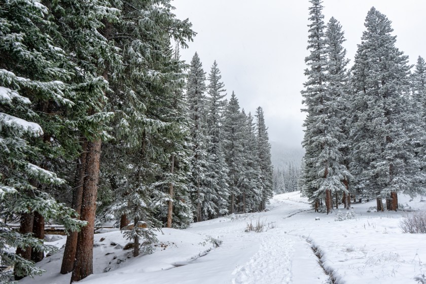 Snow-covered hiking trail winding through evergreen forest at Hidden Valley in Rocky Mountain National Park.