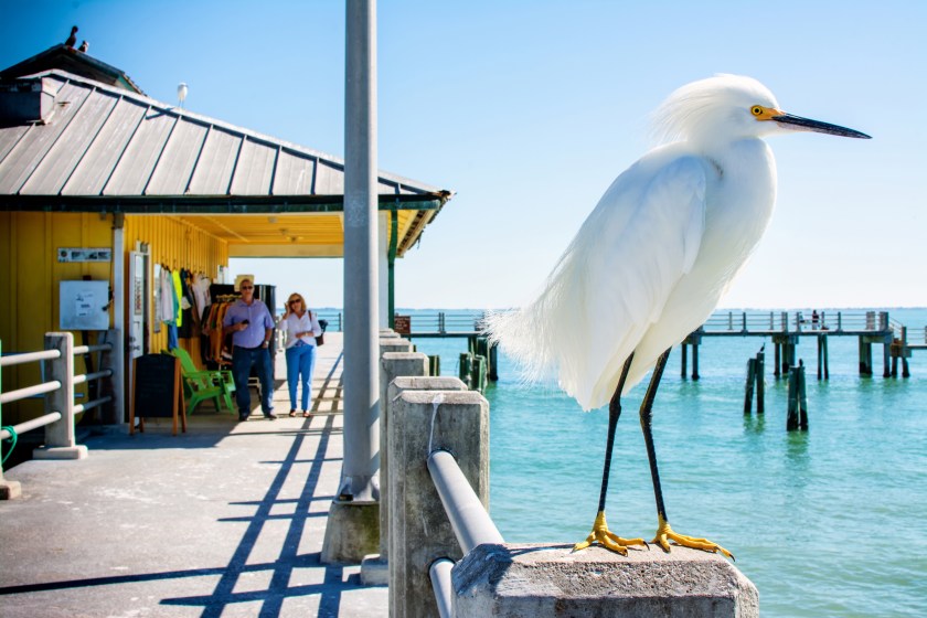 Throwback Photo 2014, Showy Egret