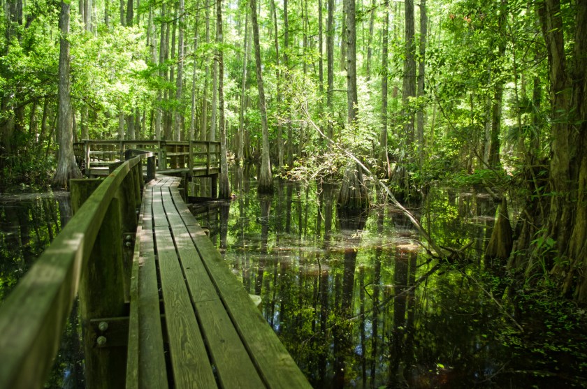 Highlands Hammock State Park 2011