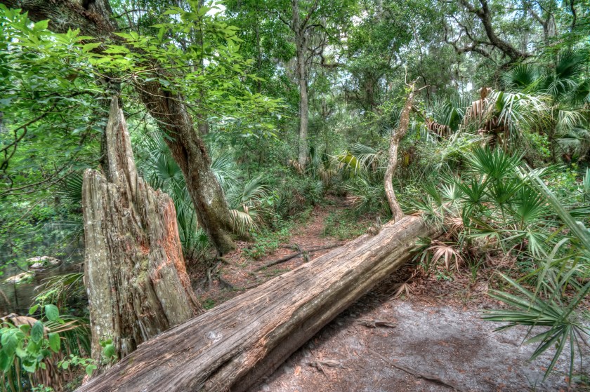 Landscape in HDR 2013, Fallen Tree