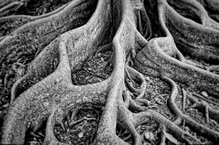 Marie Selby Roots 2012