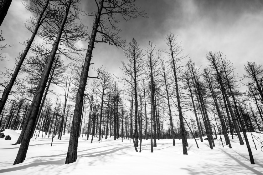 Black Forest
